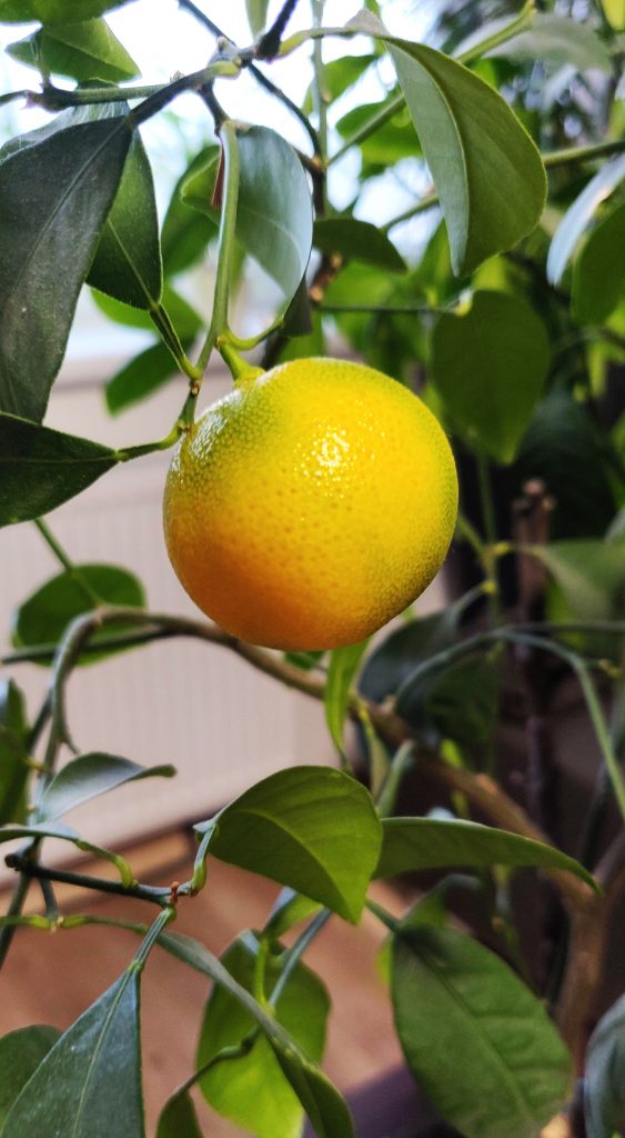 mandarinkovnik na prodejne magnetov