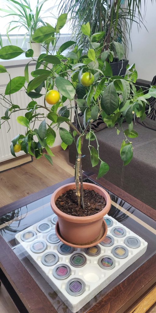 mandarinkovnik na prodejne magnetov
